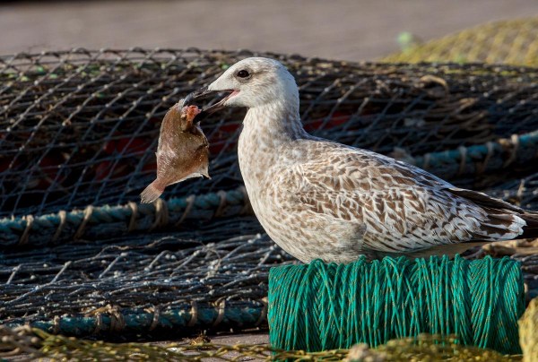 Foto van een zilvermeeuw, Lauwersoog