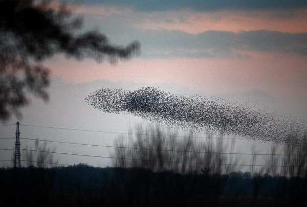 Foto van een spreeuwenwolk
