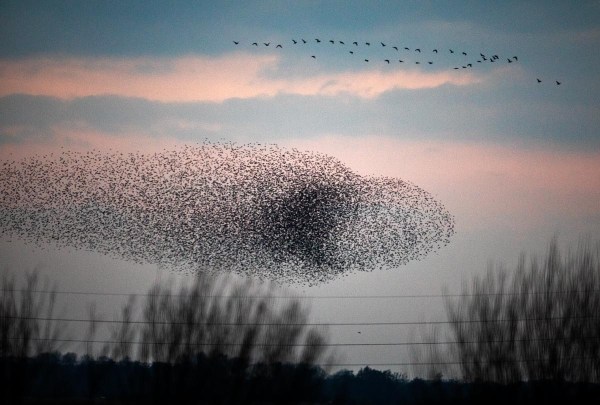 Foto van een spreeuwenwolk