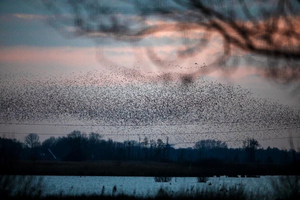 Foto van een spreeuwenwolk