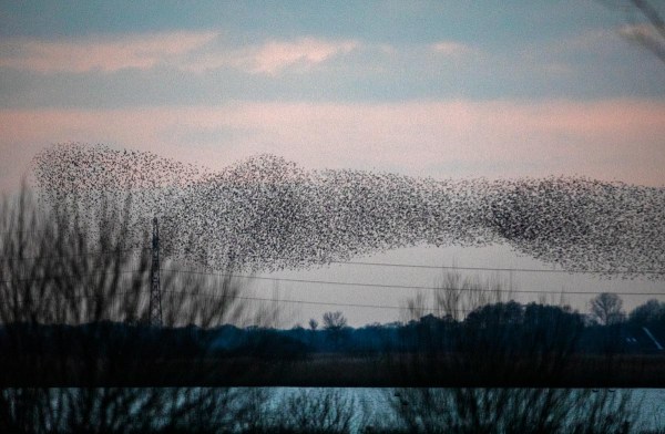 Foto van een spreeuwenwolk
