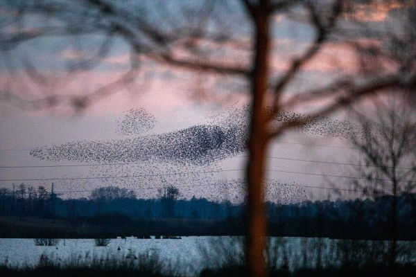 Foto van een spreeuwenwolk