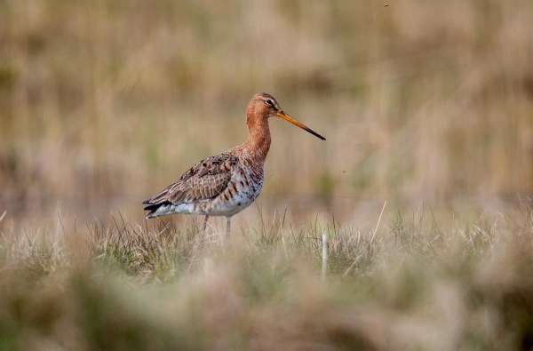 Foto van een grutto, Nationaal Park Lauwersmeer