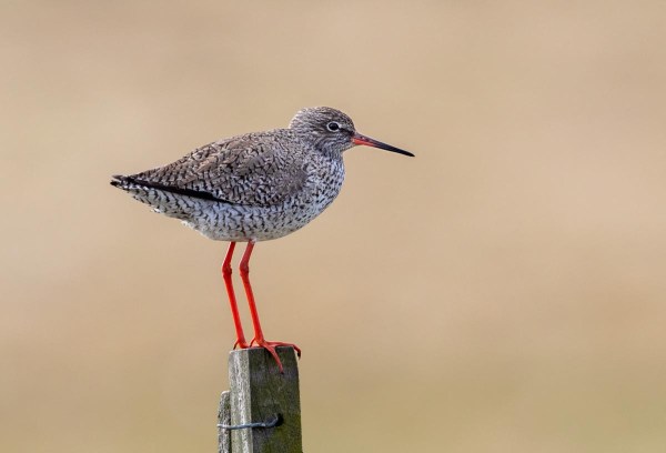 Foto van een tureluur, Nationaal Park Lauwersmeer