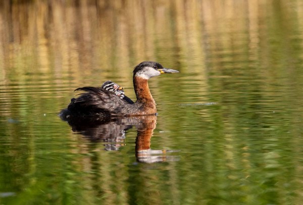 Foto van roodhalsfuten, natuurreservaat Wallnau, Fehmarn