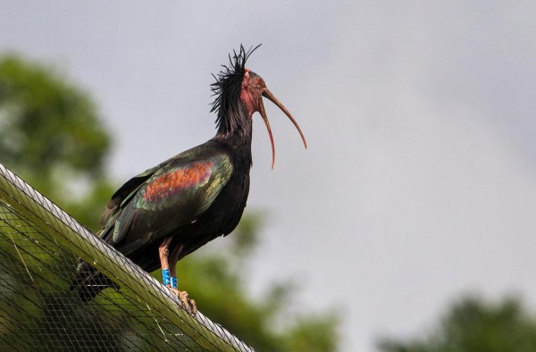 Foto van een heremietibis, Überlingen, Duitsland