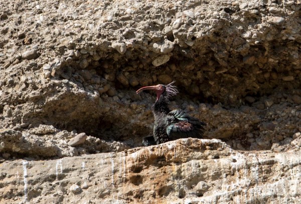 Foto van een heremietibis, Kuchl, Oostenrijk