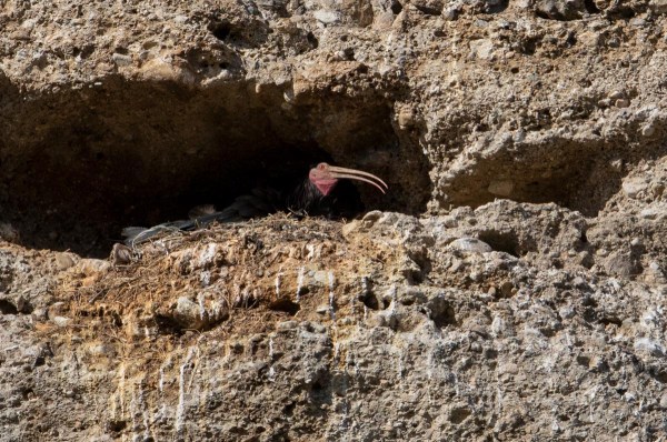 Foto van een heremietibis, Kuchl, Oostenrijk