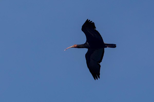 Foto van een heremietibis, Kuchl, Oostenrijk
