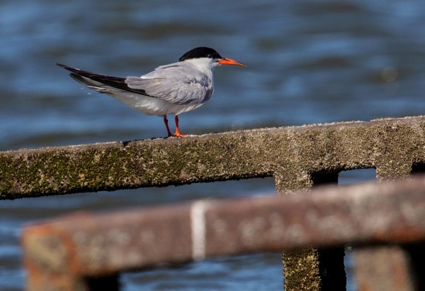 Foto van een visdief, Lauwersoog