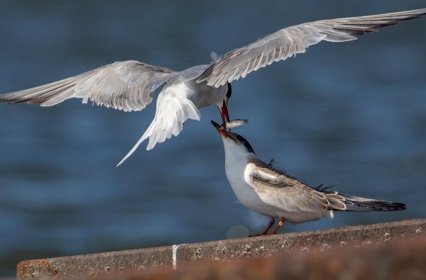 Foto van visdieven, Lauwersoog