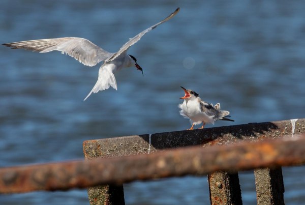 Foto van visdieven, Lauwersoog