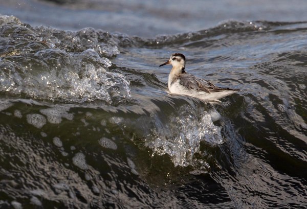 Foto van een rosse franjepoot, Lauwersoog