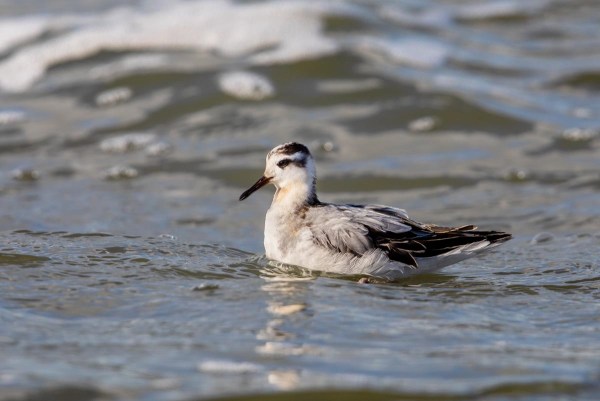 Foto van een rosse franjepoot, Lauwersoog