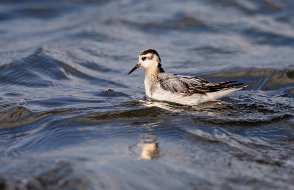 Foto van een rosse franjepoot, Lauwersoog