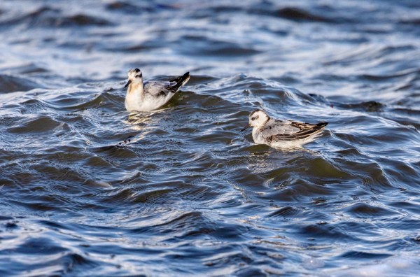 Foto van rosse franjepoten, Lauwersoog