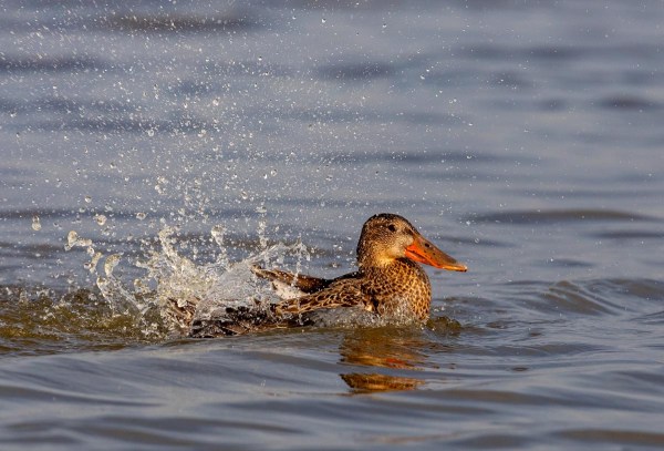 Foto van een slobeend, Nationaal Park Lauwersmeer