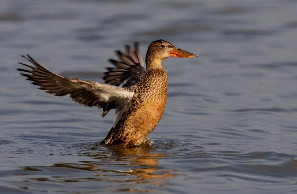 Foto van een slobeend, Nationaal Park Lauwersmeer