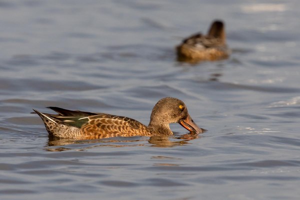 Foto van een slobeend, Nationaal Park Lauwersmeer