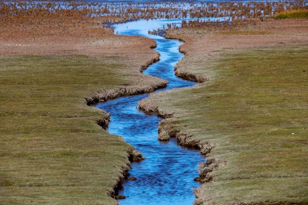 Foto van de kwelder, Uithuizen