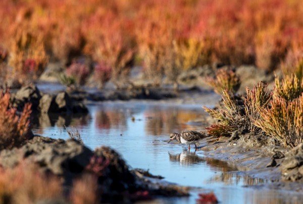 Foto van een steenloper, Eemshaven