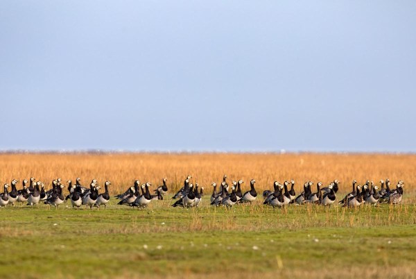Foto van brandganzen, Waddenzee
