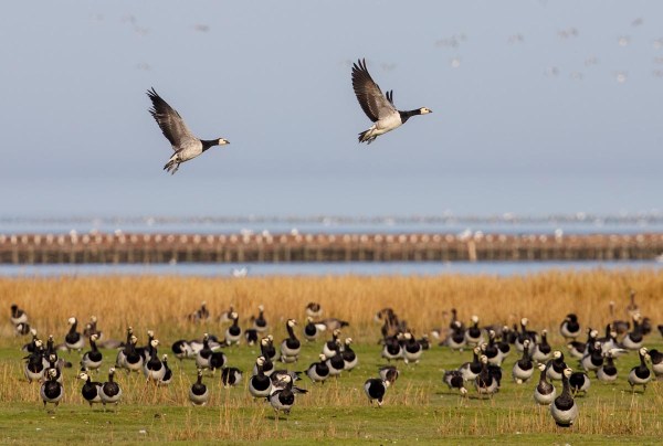 Foto van brandganzen, Waddenzee