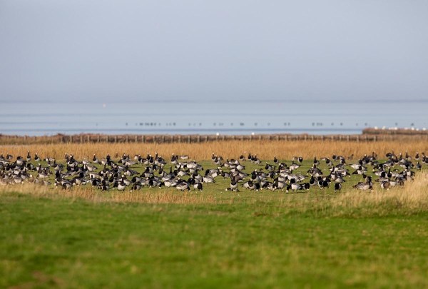 Foto van brandganzen, Waddenzee