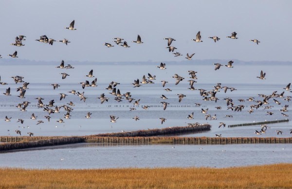 Foto van brandganzen, Waddenzee