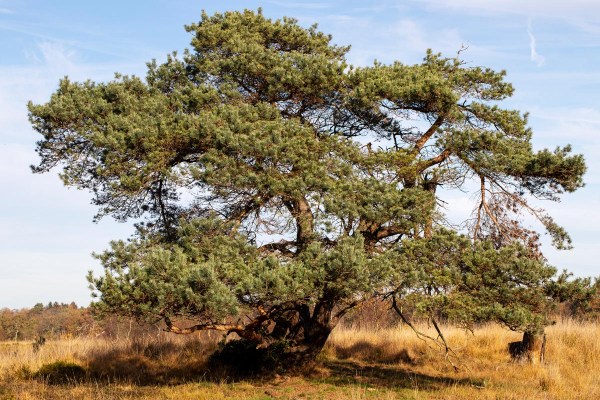 Foto van de Delleboersterheide, Oldeberkoop