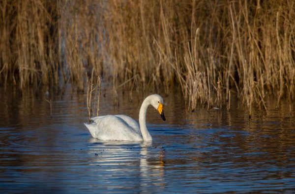 Foto van een wilde zwaan, Nationaal Park Lauwersmeer