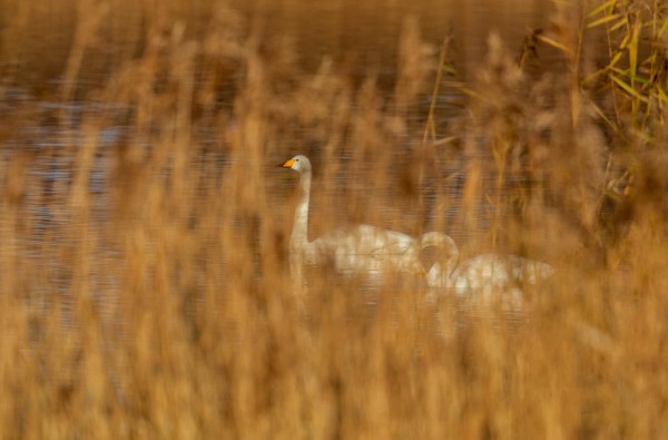 Foto van wilde zwanen, Nationaal Park Lauwersmeer