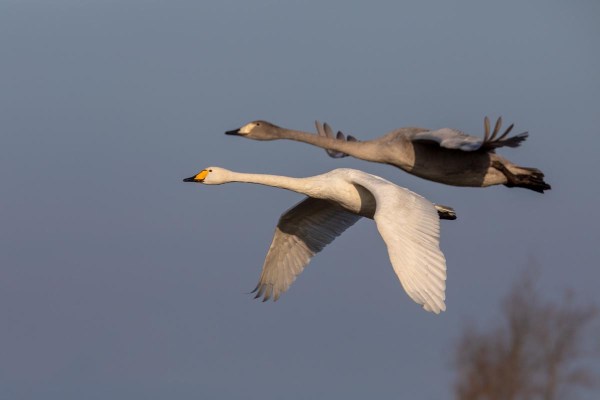 Foto van wilde zwanen, Nationaal Park Lauwersmeer