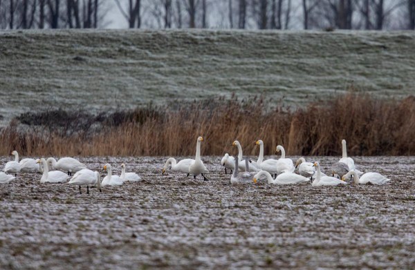 Foto van Wilde zwanen