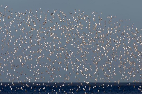Foto van bonte strandlopers boven het wad