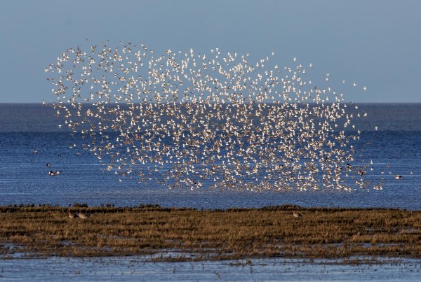 Foto van bonte strandlopers boven het wad