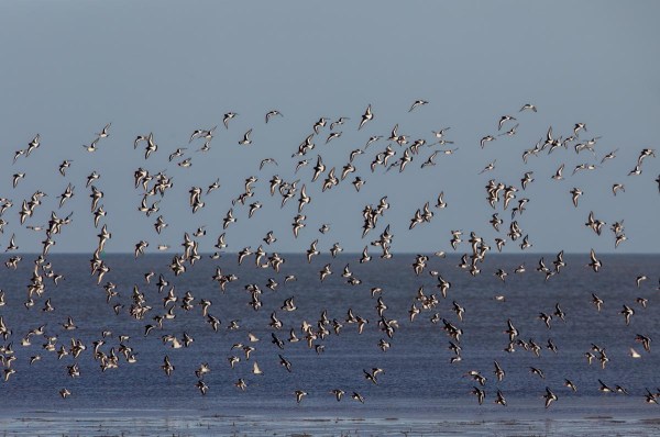 Foto van scholeksters boven het wad