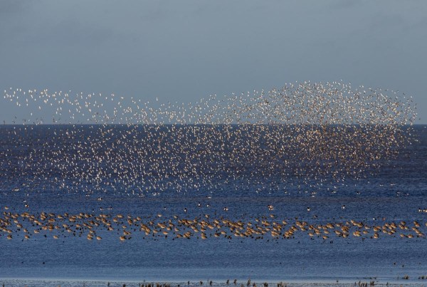 Foto van vogels boven het wad