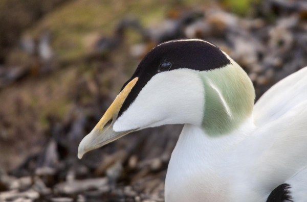 Foto van een eider, Vlieland