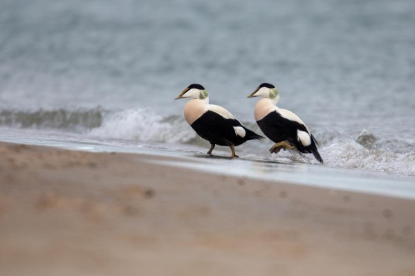 Foto van een eider, Vlieland