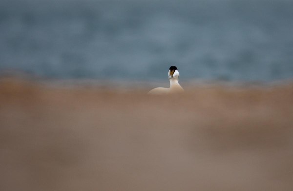 Foto van een eider, Vlieland