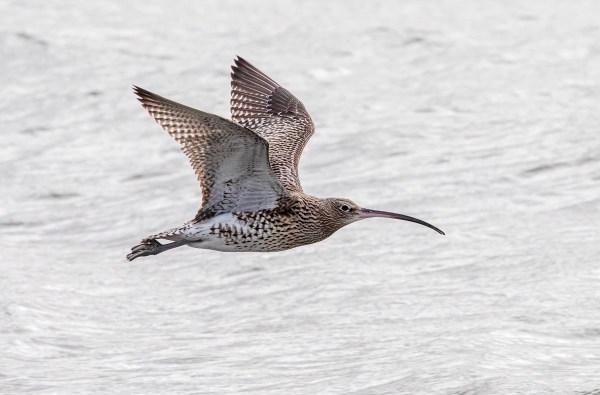 Foto van een wulp, Vlieland