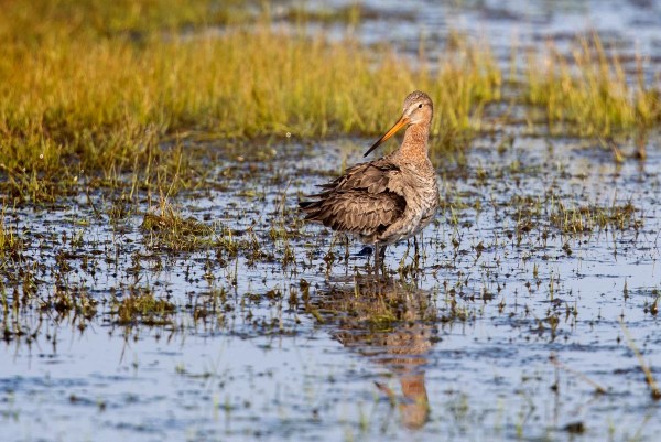 Foto van een grutto, Bantpolder, Anjum