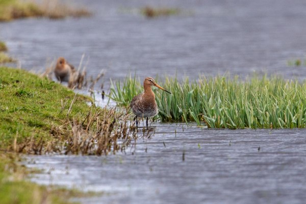 Foto van grutto's, Anjum