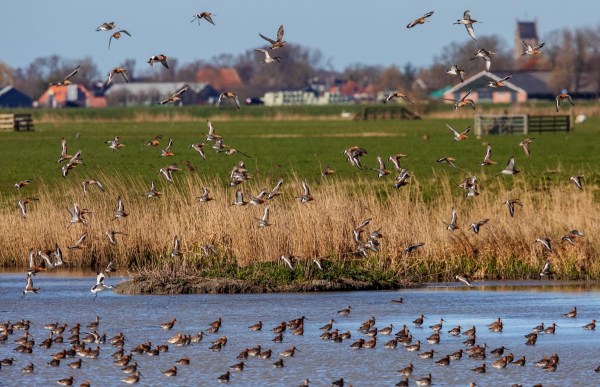 Foto van grutto's, Skrok, Wommels