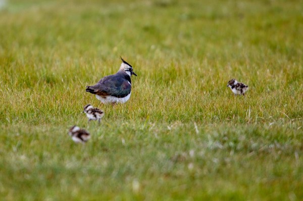 Foto van een kievit met kuikens, Bantpolder, Lauwersmeer
