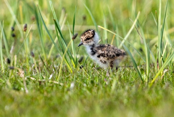 Foto van een kievitskuiken, Bantpolder, Lauwersmeer