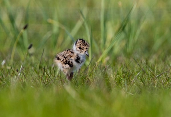 Foto van een kievitskuiken, Bantpolder, Lauwersmeer