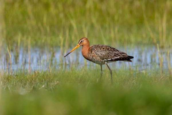 Foto van een grutto, Bantpolder, Lauwersmeer