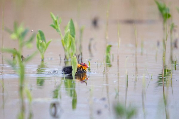 Foto van een meerkoetje, Ezumakeeg, Lauwersmeer